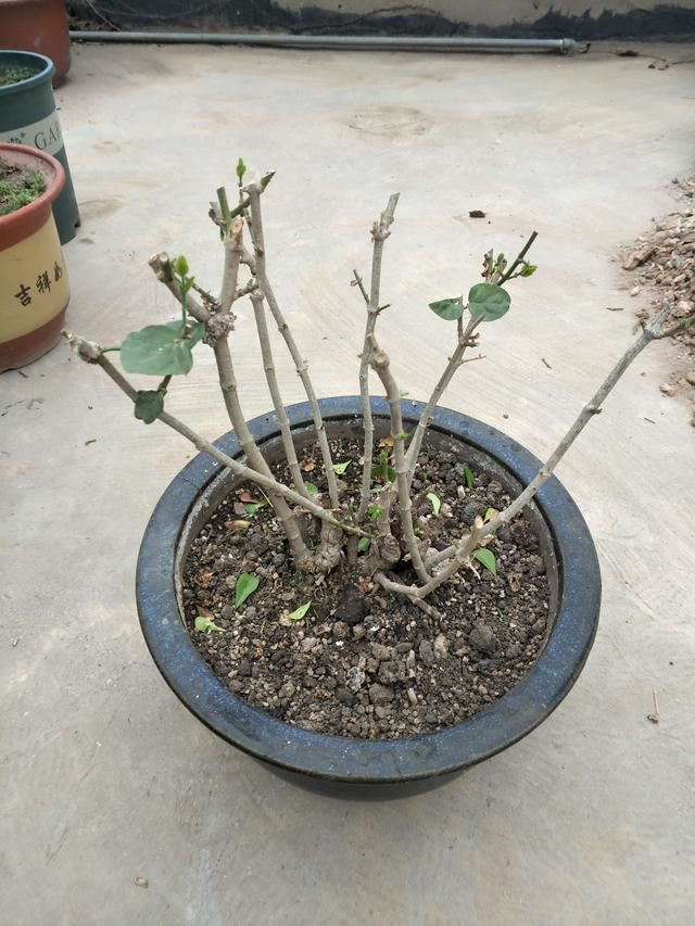 春养茉莉花有技巧，早早掌握，株型美观开花多