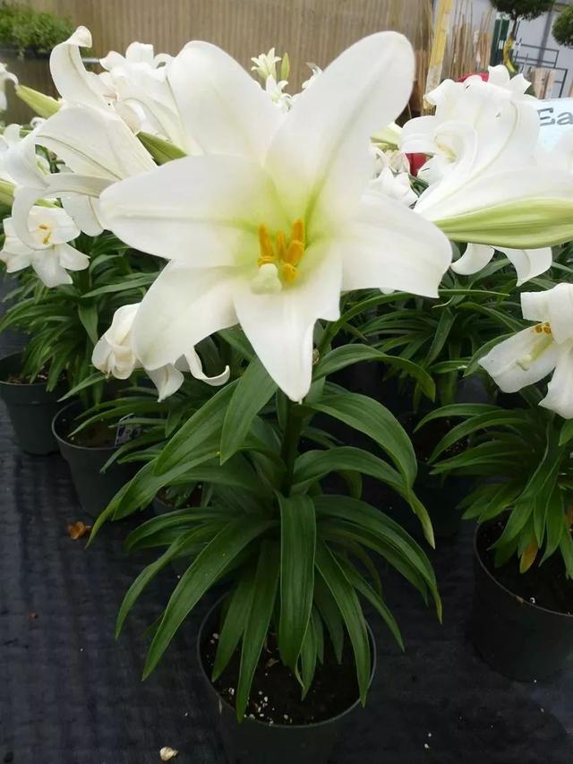 花朵春节清新的麝香百合花，在东西方都备受青睐的球茎花卉