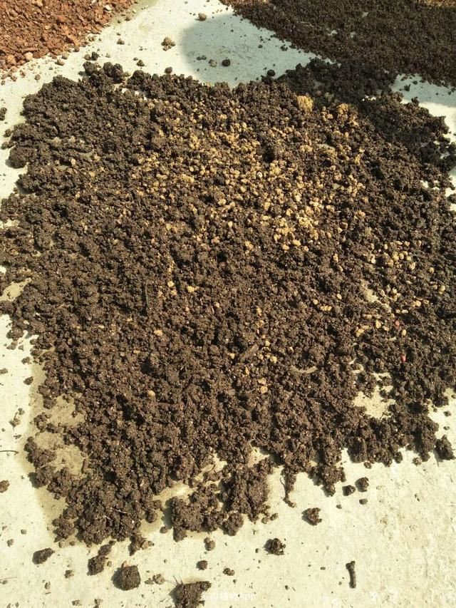 春养茉莉花有技巧，早早掌握，株型美观开花多