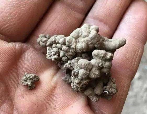 有种花肥天然无污染，出门走走就能捡到，不用花钱肥力也好