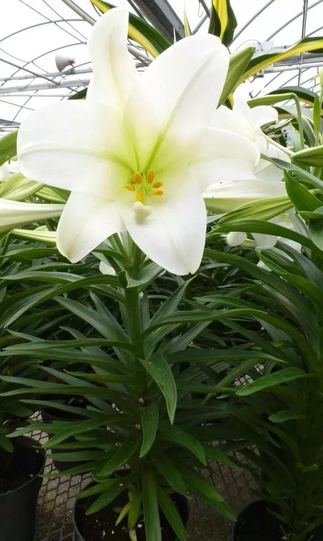 花朵春节清新的麝香百合花，在东西方都备受青睐的球茎花卉