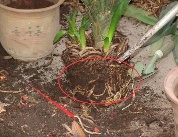 换盆剩下的土壤扔吗？别，掺点它分分钟"满血复活"变肥沃