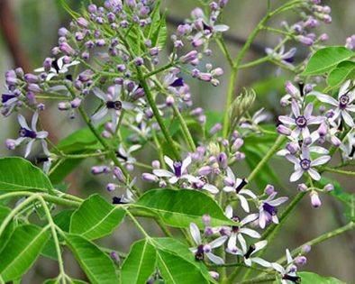 每天认识一种植物(五十二):苦楝——勤学苦练,看向远方