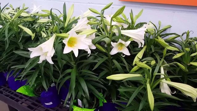 花朵春节清新的麝香百合花，在东西方都备受青睐的球茎花卉