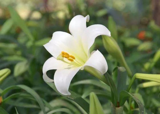 花朵春节清新的麝香百合花，在东西方都备受青睐的球茎花卉