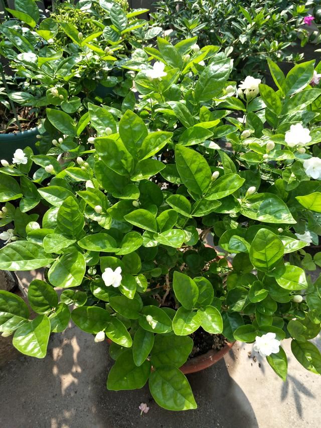 春养茉莉花有技巧，早早掌握，株型美观开花多