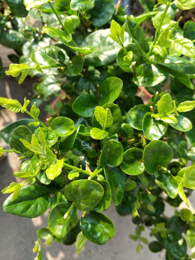 春养茉莉花有技巧，早早掌握，株型美观开花多