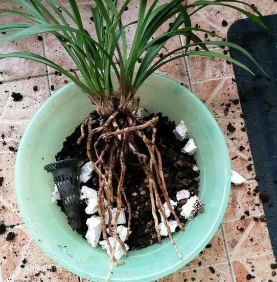 换盆剩下的土壤扔吗？别，掺点它分分钟"满血复活"变肥沃