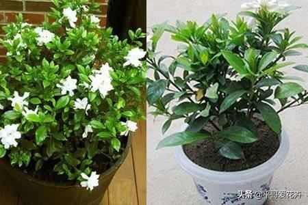 家里养栀子、茉莉，盆里加“2种肥”，注意这2点，根系壮、枝叶茂