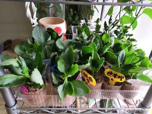 5种漂亮花，春天最容易扦插，沾土就成活，见光开大花