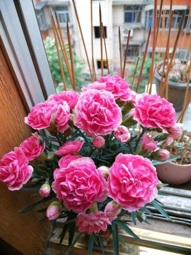5种漂亮花，春天最容易扦插，沾土就成活，见光开大花