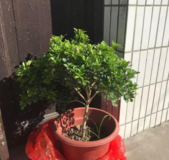 米兰花最怕换盆土，一换盆就死，叶子哗哗掉
