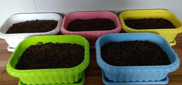 打算给花草换盆，却苦于没钱买营养土？不怕，用这些废料就够了
