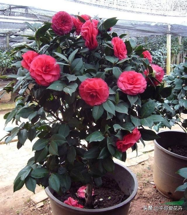 这3种花就喜欢喝“酸酸水”，1个月喂2次，叶片油绿，花大色艳！