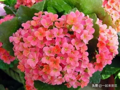 长寿花爱喝这2种肥水，四季不黄叶，花开一茬接一茬！