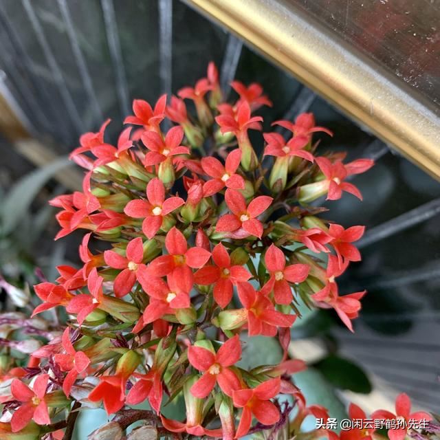 观花的多肉，花开成簇的长寿花，分享3个养护要点及4条注意事项