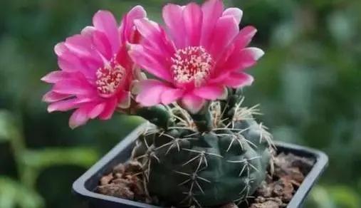 这三种花很高冷，你不理它才会开花旺，太关注反而不开花