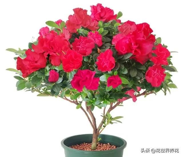 养茶花、栀子花、杜鹃花，常浇三种水，叶子油绿，满枝冒花苞