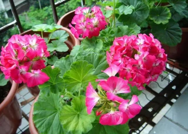 既漂亮又浓密，这4种花，1盆1年可变"百盆"，繁殖后代的"好机器"