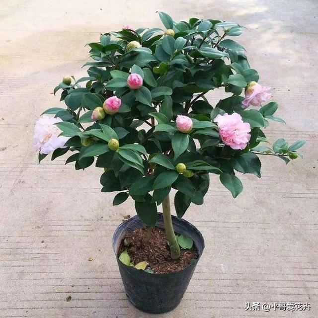 这3种花就喜欢喝“酸酸水”，1个月喂2次，叶片油绿，花大色艳！
