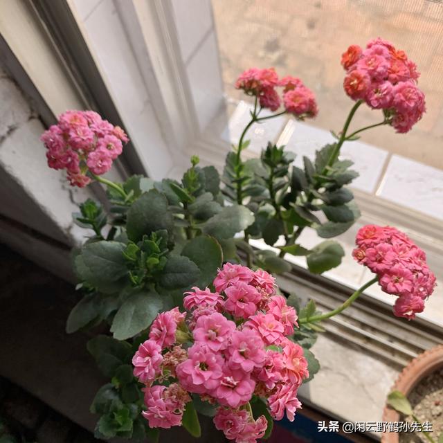 观花的多肉，花开成簇的长寿花，分享3个养护要点及4条注意事项