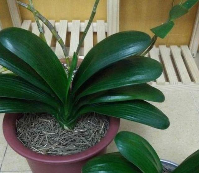盆栽君子兰如何打理开花多？4个窍门，让它不娇气、好看又好养
