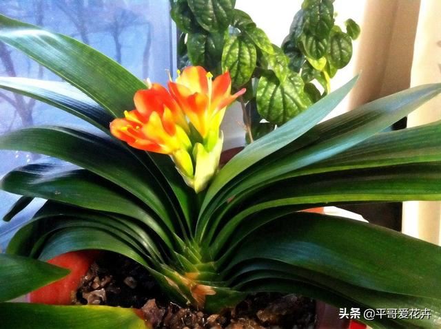 这3种花就喜欢喝“酸酸水”，1个月喂2次，叶片油绿，花大色艳！