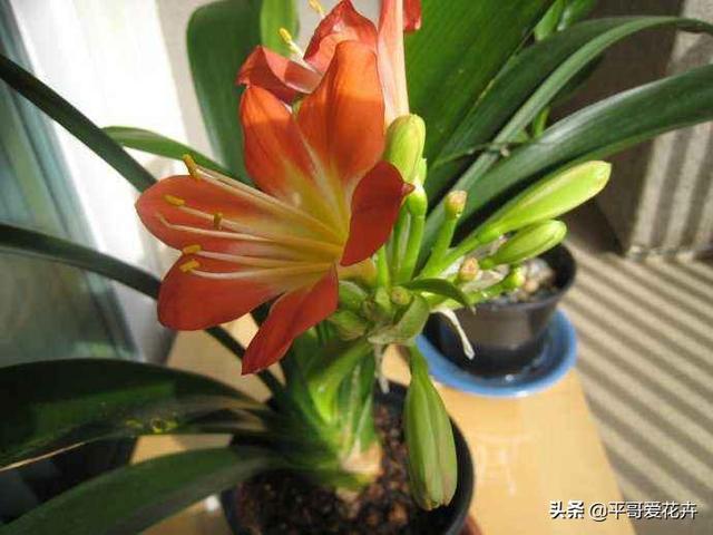 这3种花就喜欢喝“酸酸水”，1个月喂2次，叶片油绿，花大色艳！