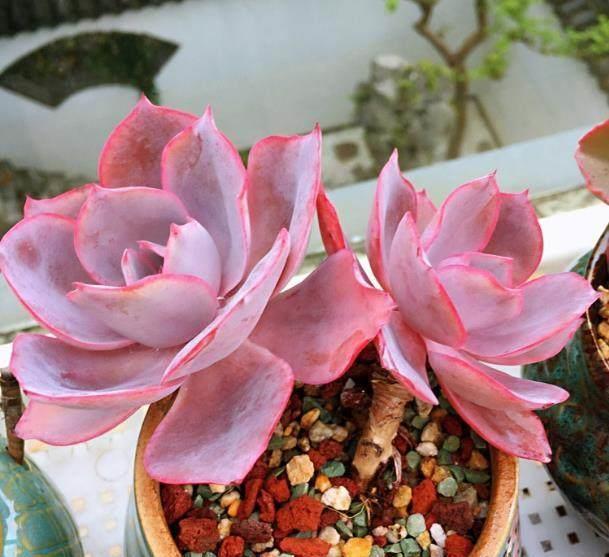 最耐旱的7种花，身上都带“大瘤子”，浇一次水，管一个月