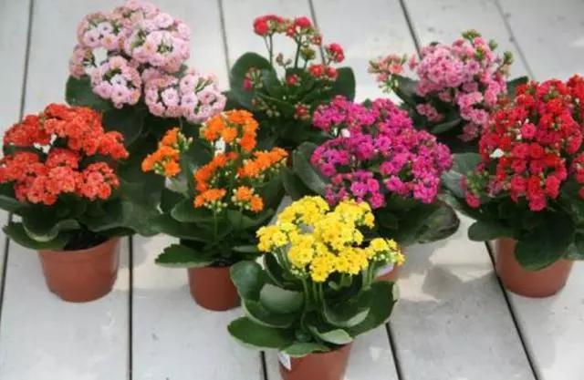 既漂亮又浓密，这4种花，1盆1年可变"百盆"，繁殖后代的"好机器"