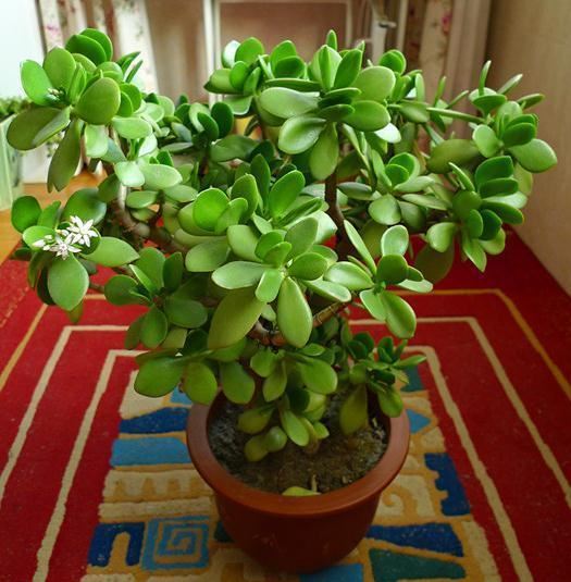 最耐旱的7种花，身上都带“大瘤子”，浇一次水，管一个月