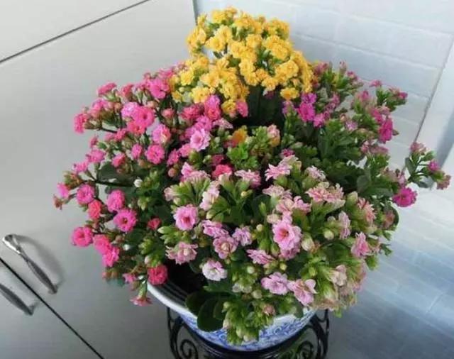 既漂亮又浓密，这4种花，1盆1年可变"百盆"，繁殖后代的"好机器"