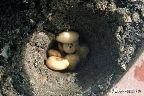 家里养栀子、茉莉，盆里加“2种肥”，注意这2点，根系壮、枝叶茂