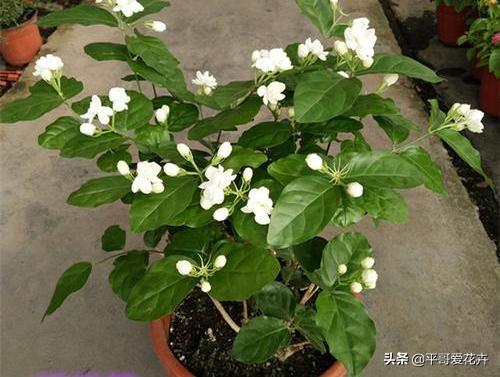家里养栀子、茉莉，盆里加“2种肥”，注意这2点，根系壮、枝叶茂