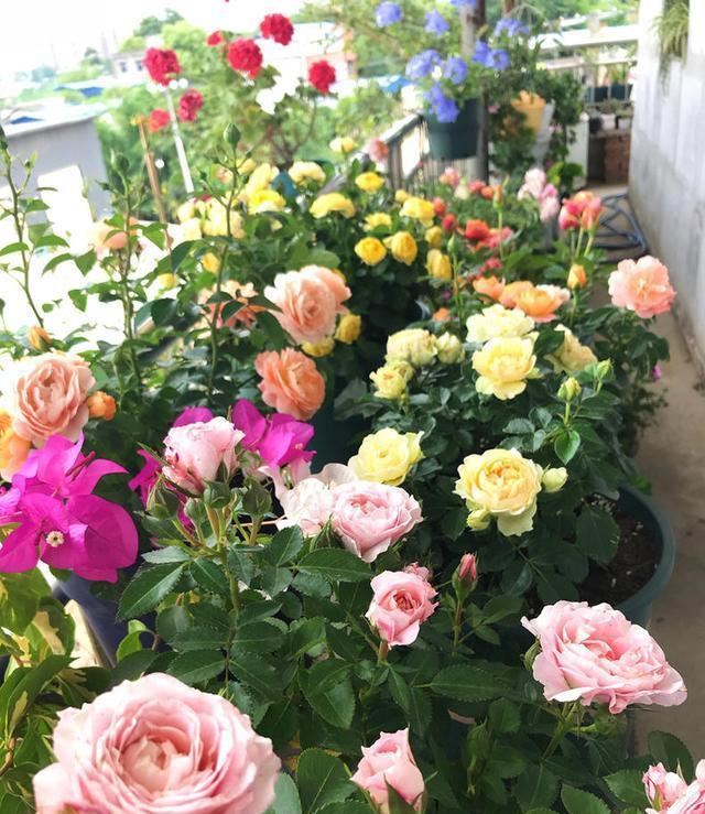5种漂亮花，春天最容易扦插，沾土就成活，见光开大花