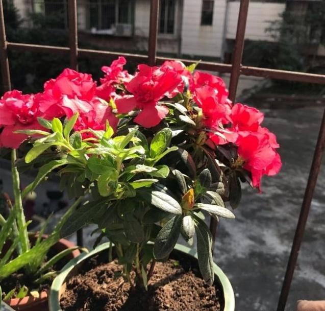 家家都有的天然“有机营养液”，能促根壮、促叶绿、促花开更多
