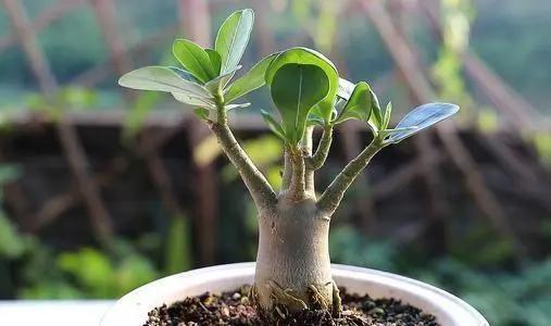 这三种花很高冷，你不理它才会开花旺，太关注反而不开花