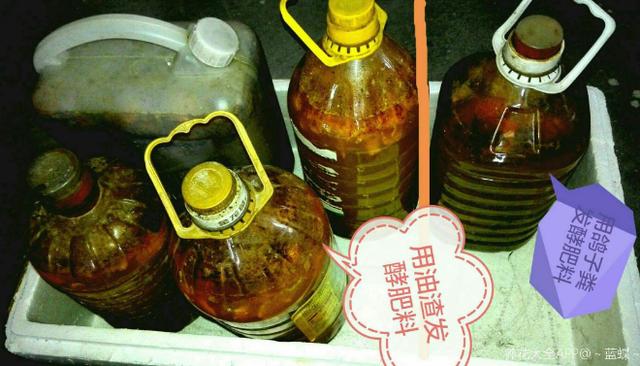 米兰花最怕换盆土，一换盆就死，叶子哗哗掉