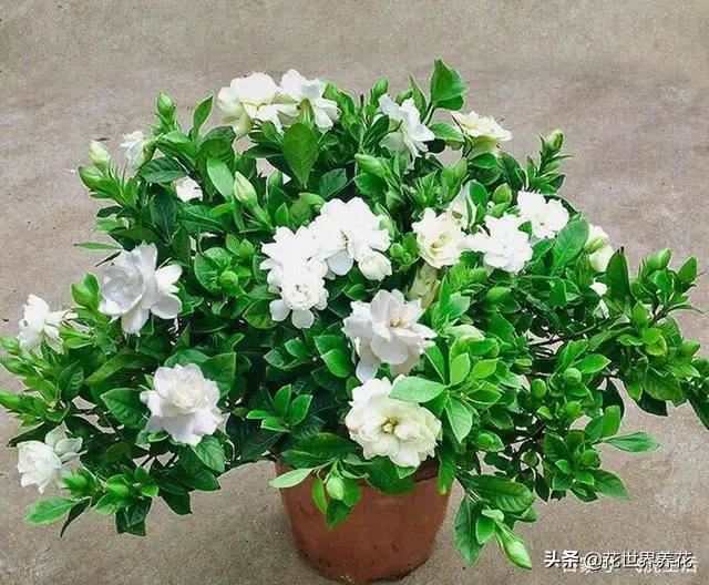 养茶花、栀子花、杜鹃花，常浇三种水，叶子油绿，满枝冒花苞