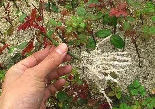 既漂亮又浓密，这4种花，1盆1年可变"百盆"，繁殖后代的"好机器"