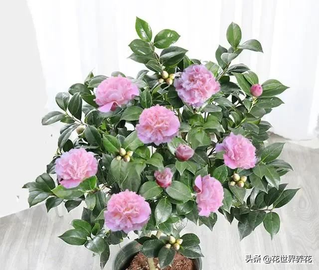 养茶花、栀子花、杜鹃花，常浇三种水，叶子油绿，满枝冒花苞