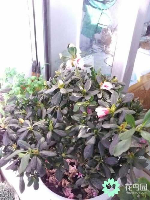 老花匠的浇花经验：用什么水浇花和浇水的最佳时间