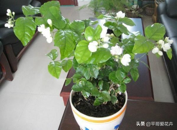 家里养栀子、茉莉，盆里加“2种肥”，注意这2点，根系壮、枝叶茂