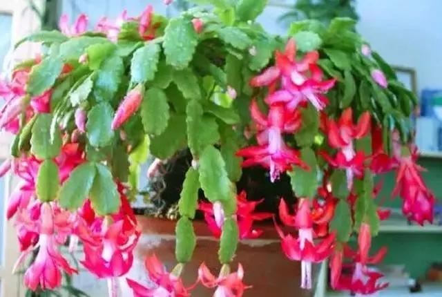 既漂亮又浓密，这4种花，1盆1年可变"百盆"，繁殖后代的"好机器"