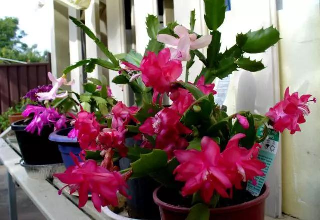 既漂亮又浓密，这4种花，1盆1年可变"百盆"，繁殖后代的"好机器"