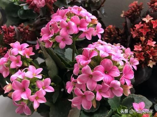 长寿花爱喝这2种肥水，四季不黄叶，花开一茬接一茬！
