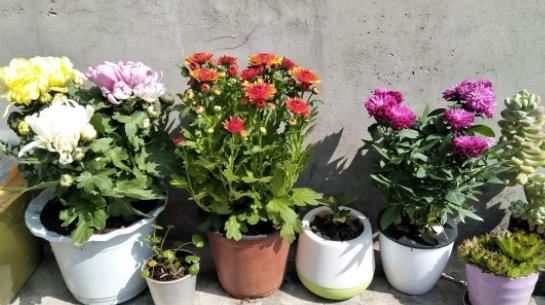 见到草木灰别再傻傻丢掉，用它做花肥，植株叶茂根肥、开花美