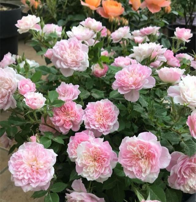 5种漂亮花，春天最容易扦插，沾土就成活，见光开大花
