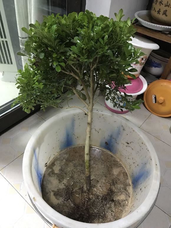 米兰花最怕换盆土，一换盆就死，叶子哗哗掉
