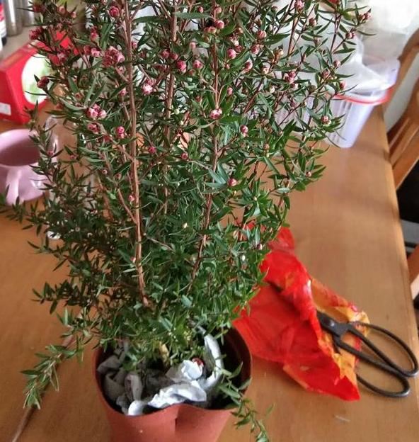 打算给花草换盆，却苦于没钱买营养土？不怕，用这些废料就够了